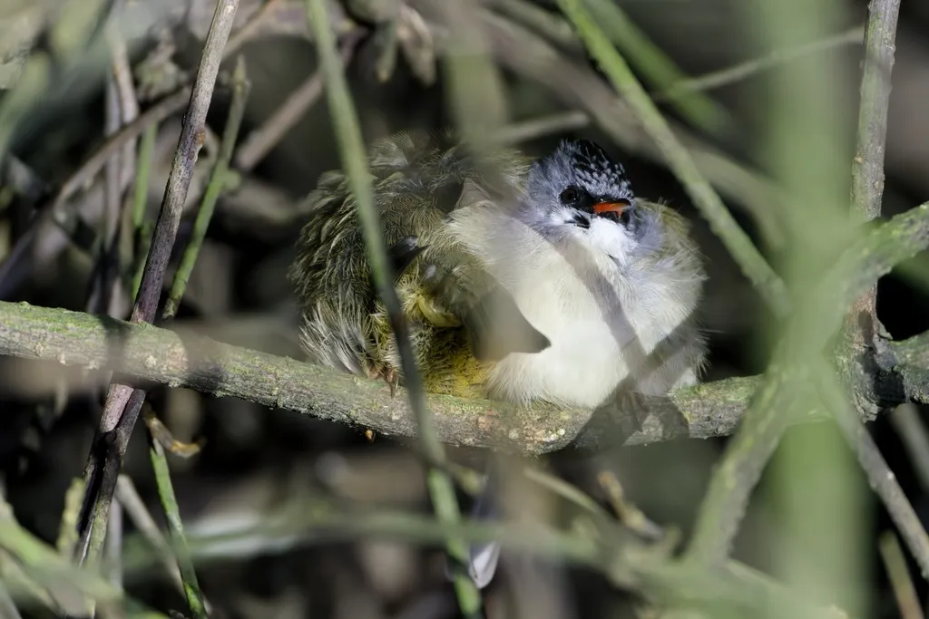 黑颏凤鹛(Yuhina nigrimenta)
