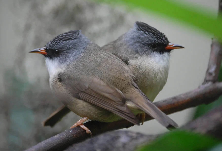 黑颏凤鹛(Yuhina nigrimenta)