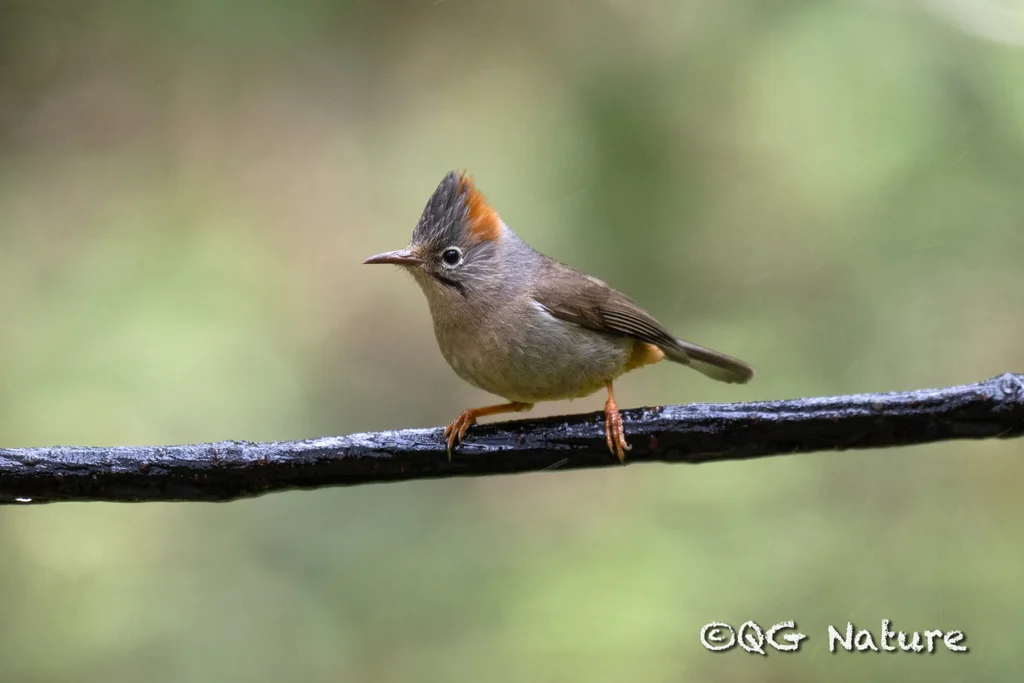 棕臀凤鹛(Yuhina occipitalis)
