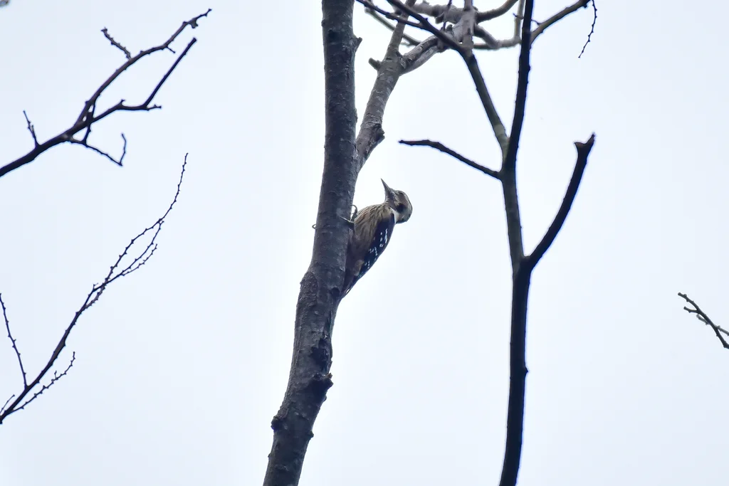 星头啄木鸟(Yungipicus canicapillus)