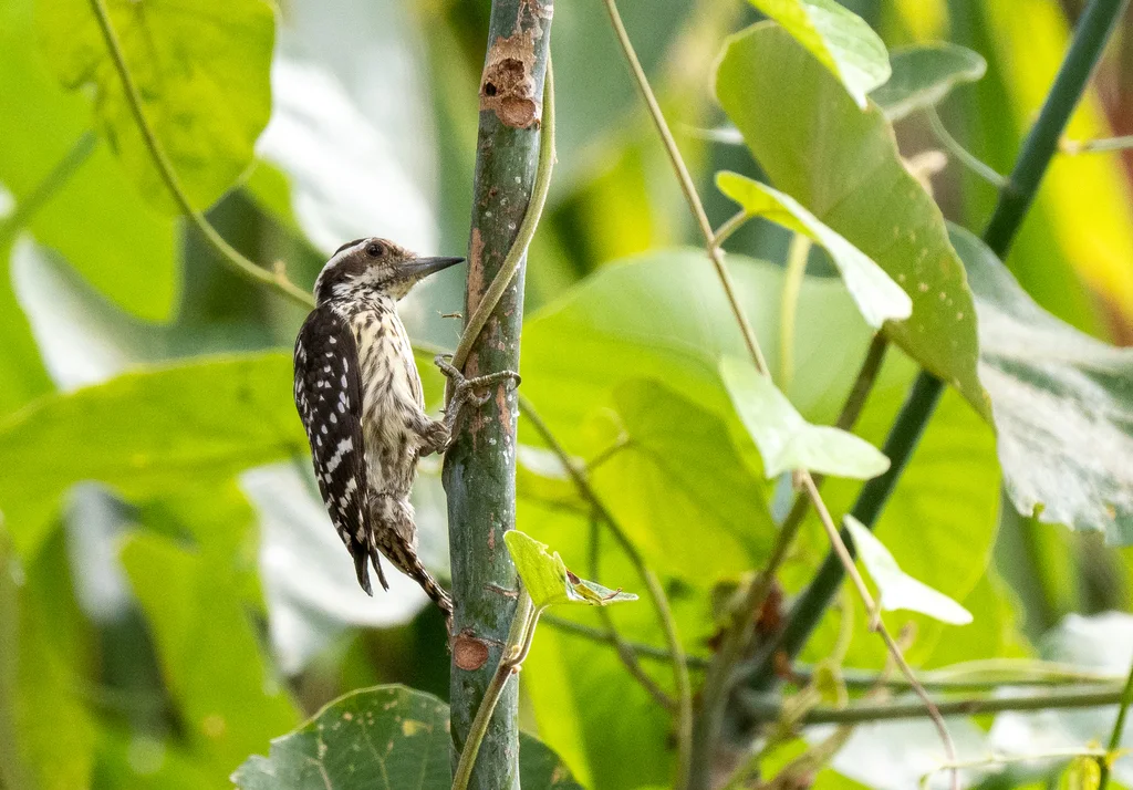 菲律宾啄木鸟(Yungipicus maculatus)