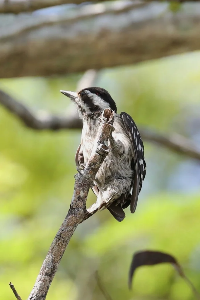 巽他啄木鸟(Yungipicus moluccensis)