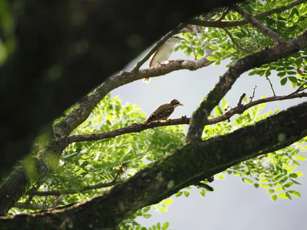 坦氏啄木鸟(Yungipicus temminckii)