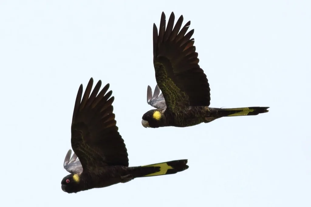 黑凤头鹦鹉(Zanda funerea)