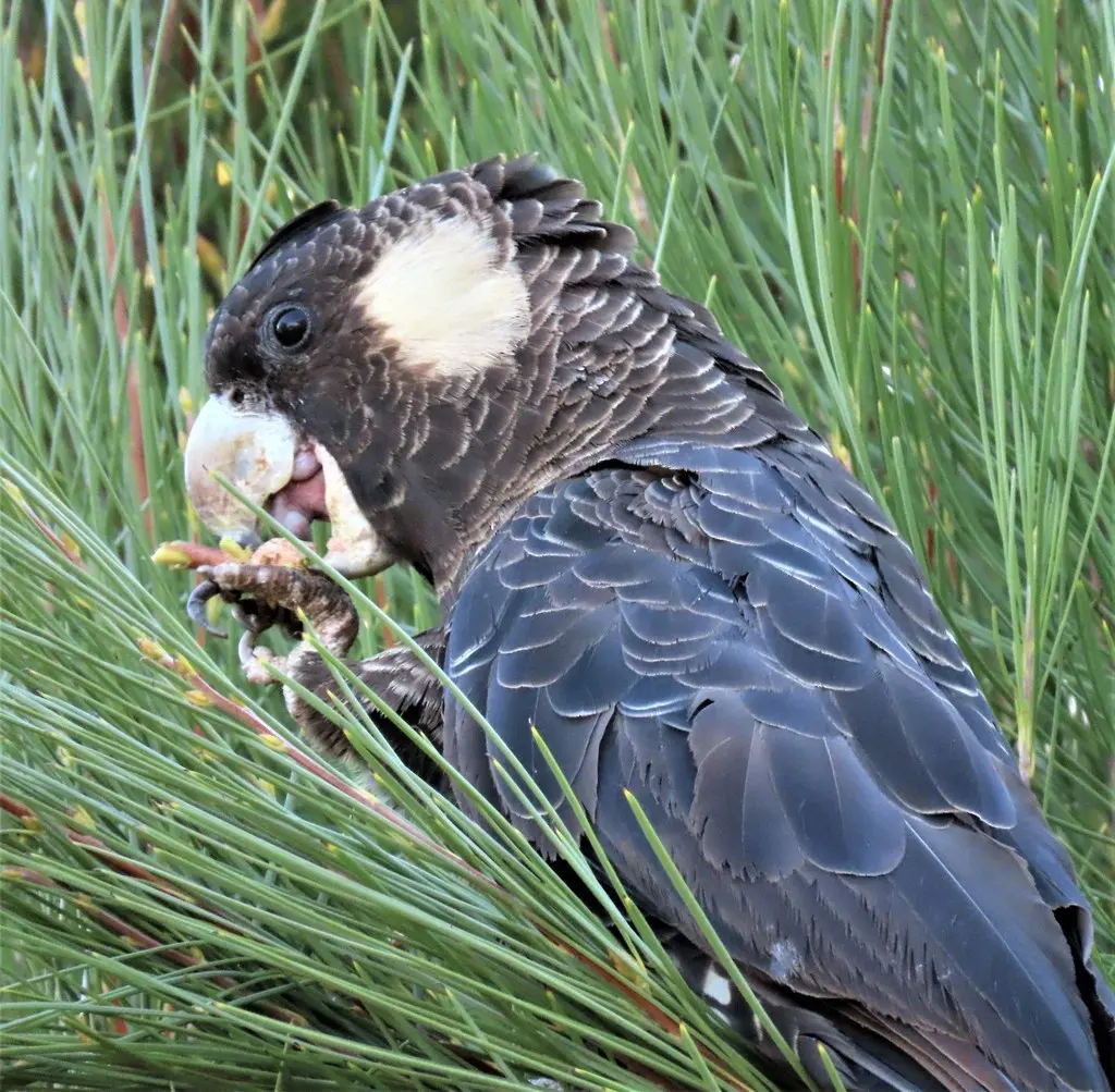 短嘴黑凤头鹦鹉(Zanda latirostris)