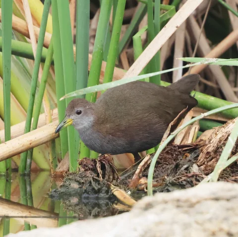 红脚田鸡