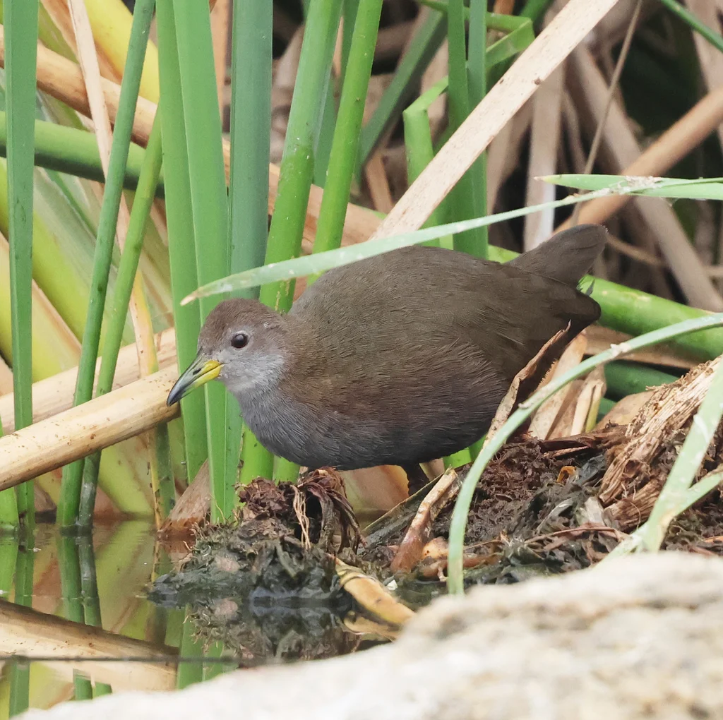 红脚田鸡(Zapornia akool)