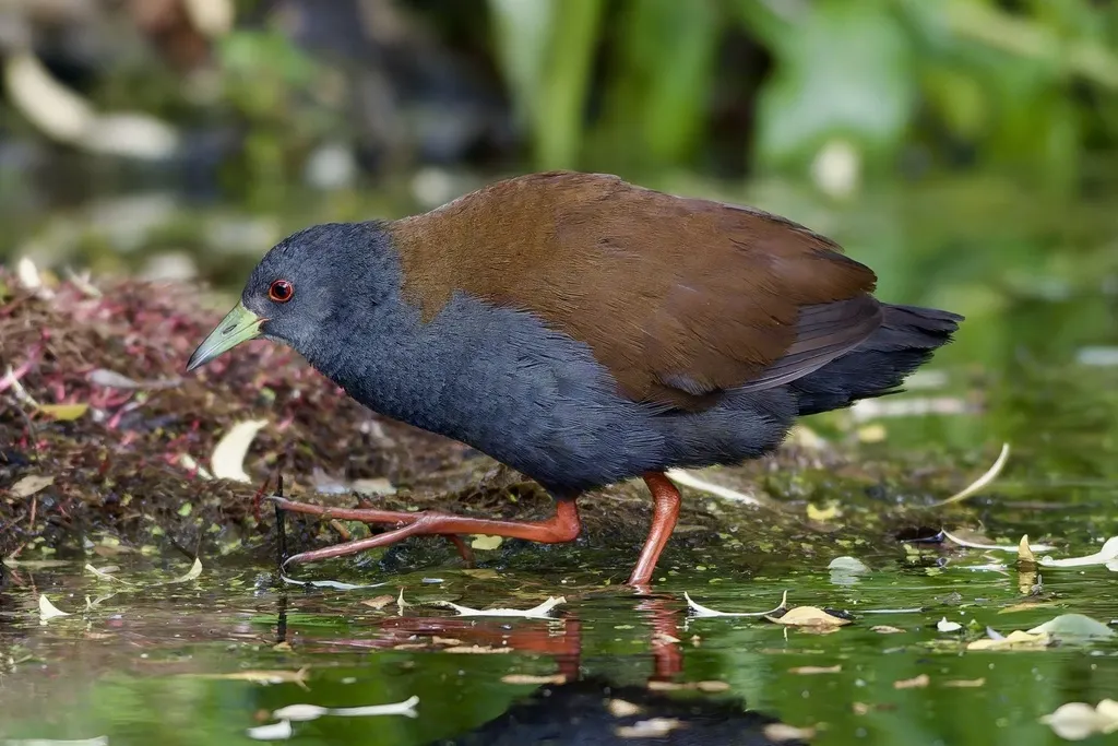 棕背田鸡(Zapornia bicolor)