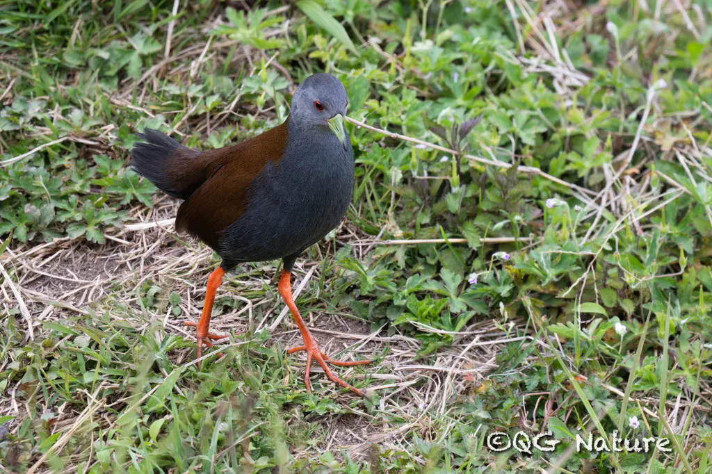棕背田鸡(Zapornia bicolor)