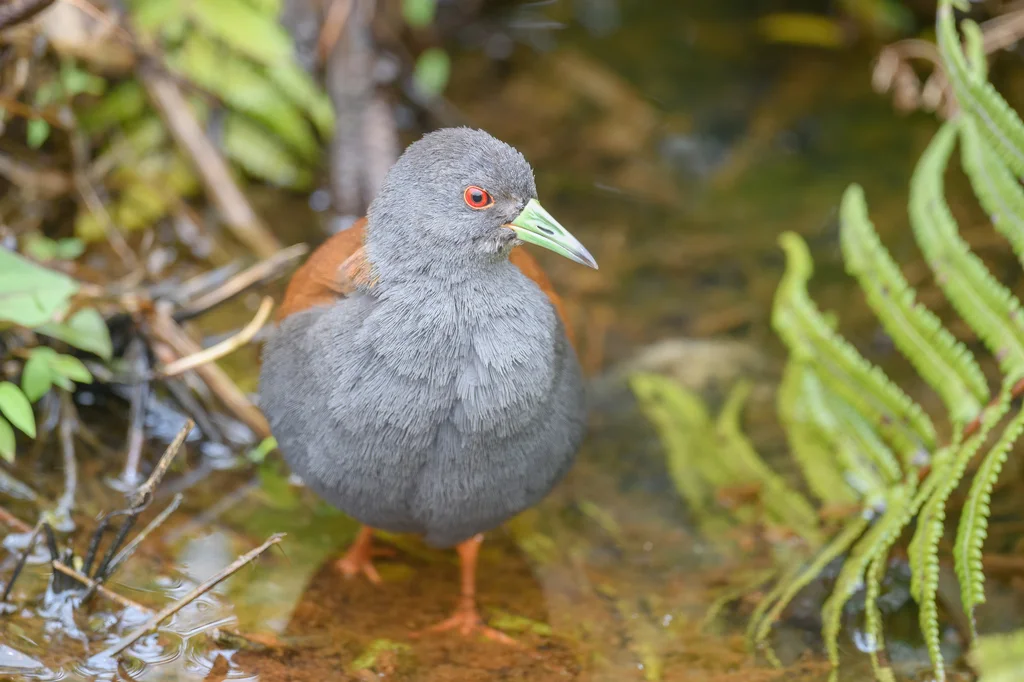 棕背田鸡(Zapornia bicolor)