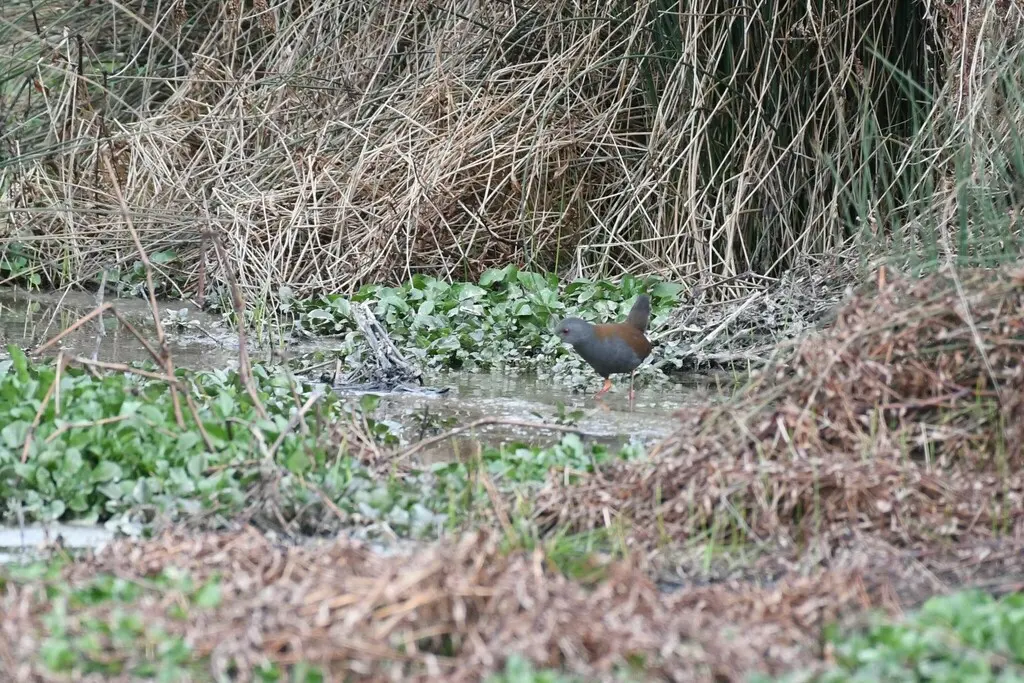 棕背田鸡(Zapornia bicolor)