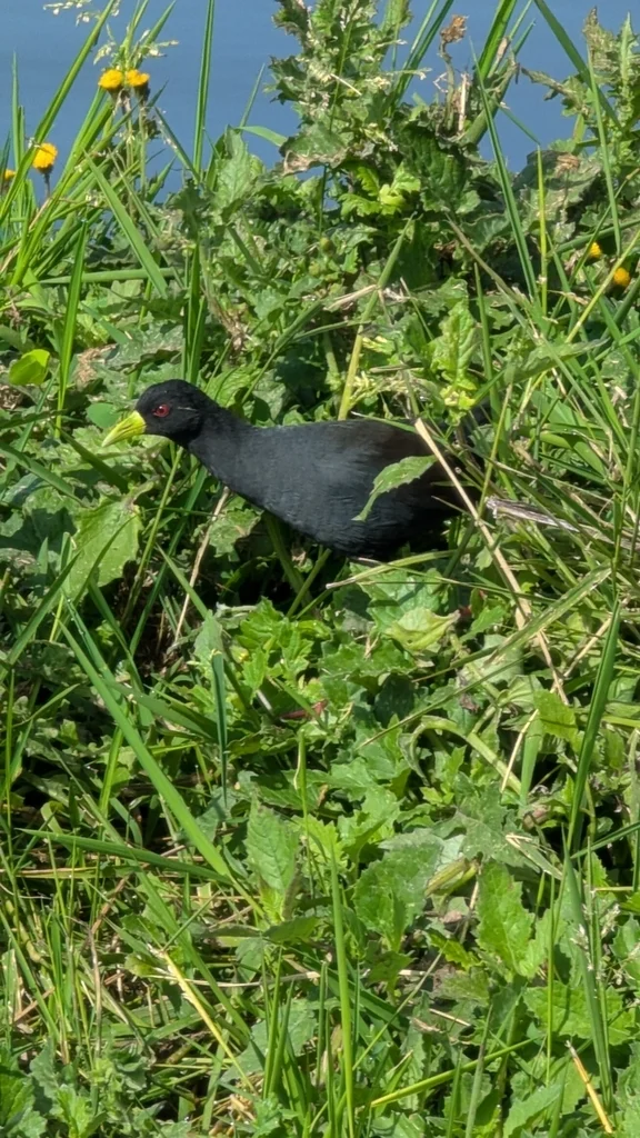 黑苦恶鸟(Zapornia flavirostra)