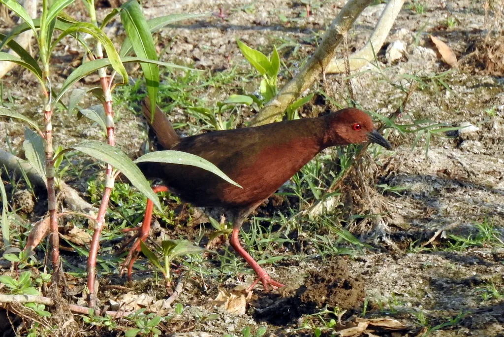 红胸田鸡(Zapornia fusca)