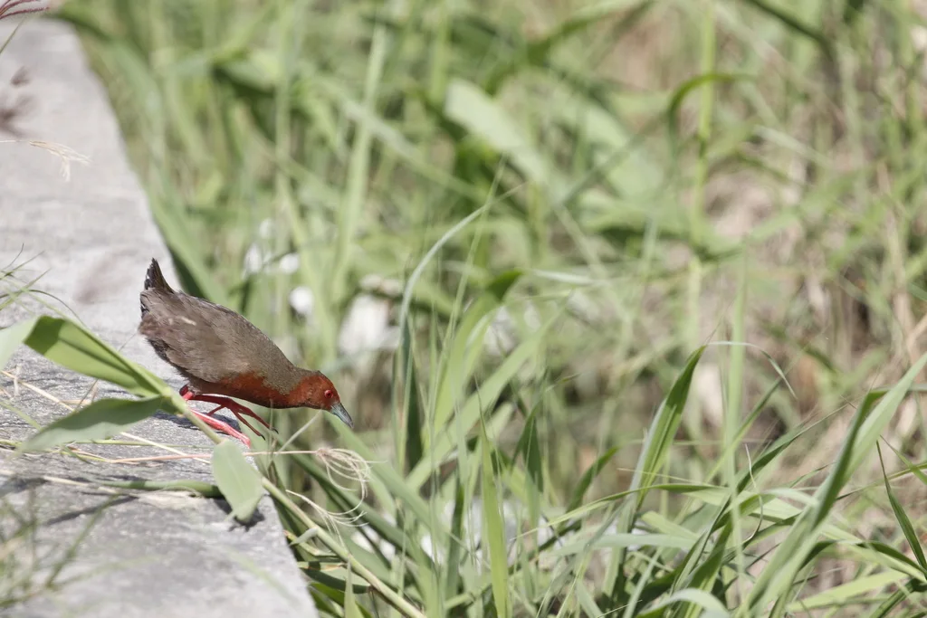 红胸田鸡(Zapornia fusca)