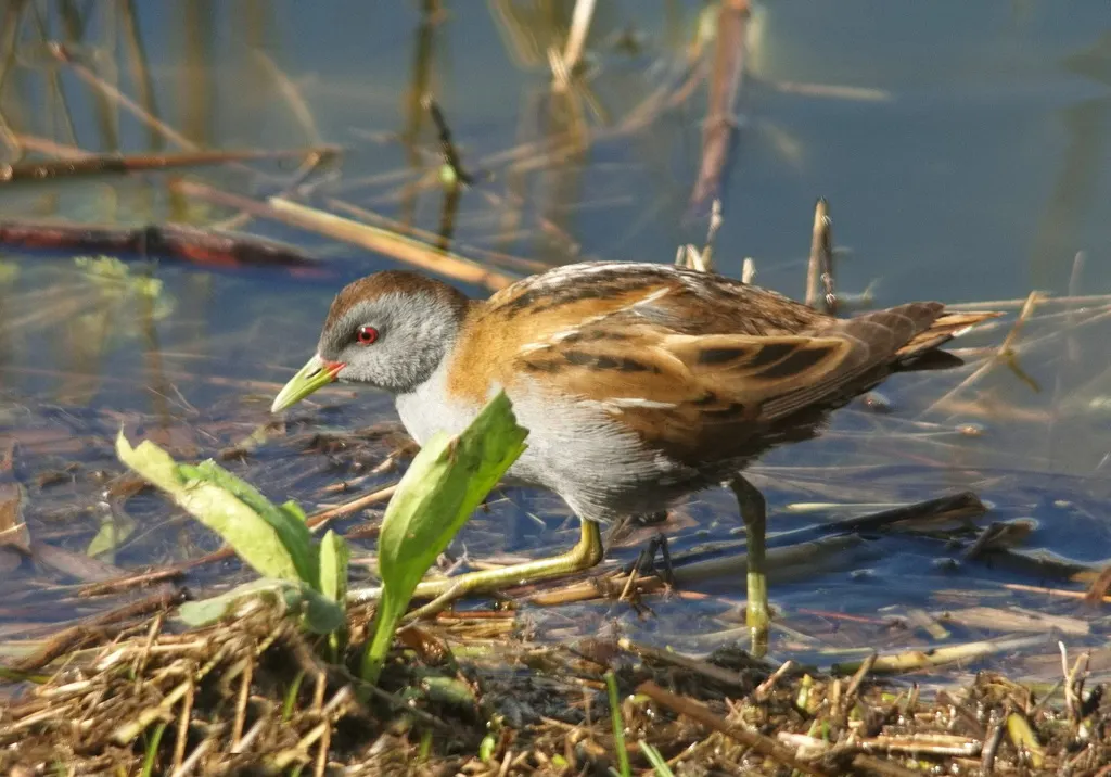 姬田鸡(Zapornia parva)
