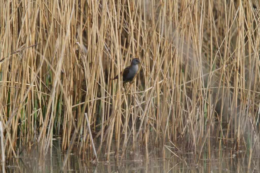 姬田鸡(Zapornia parva)