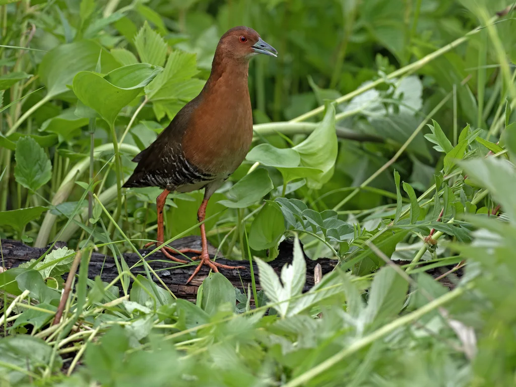 斑胁田鸡(Zapornia paykullii)