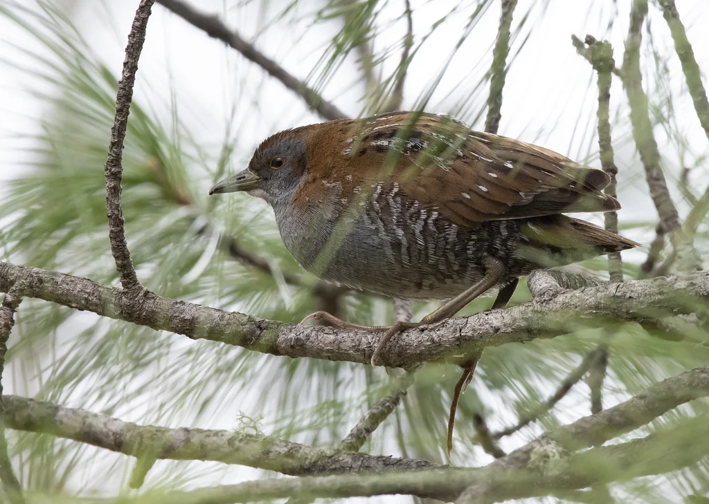 小田鸡(Zapornia pusilla)