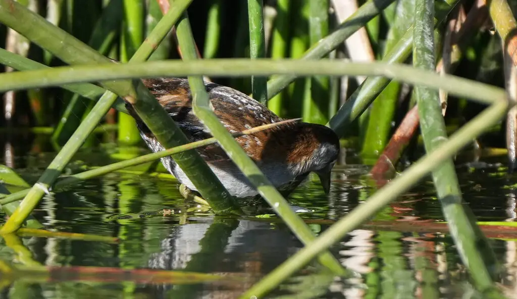小田鸡(Zapornia pusilla)
