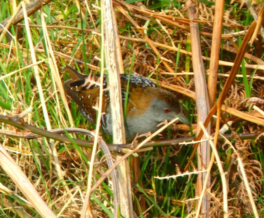 小田鸡(Zapornia pusilla)