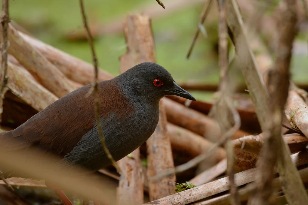 无斑田鸡(Zapornia tabuensis)