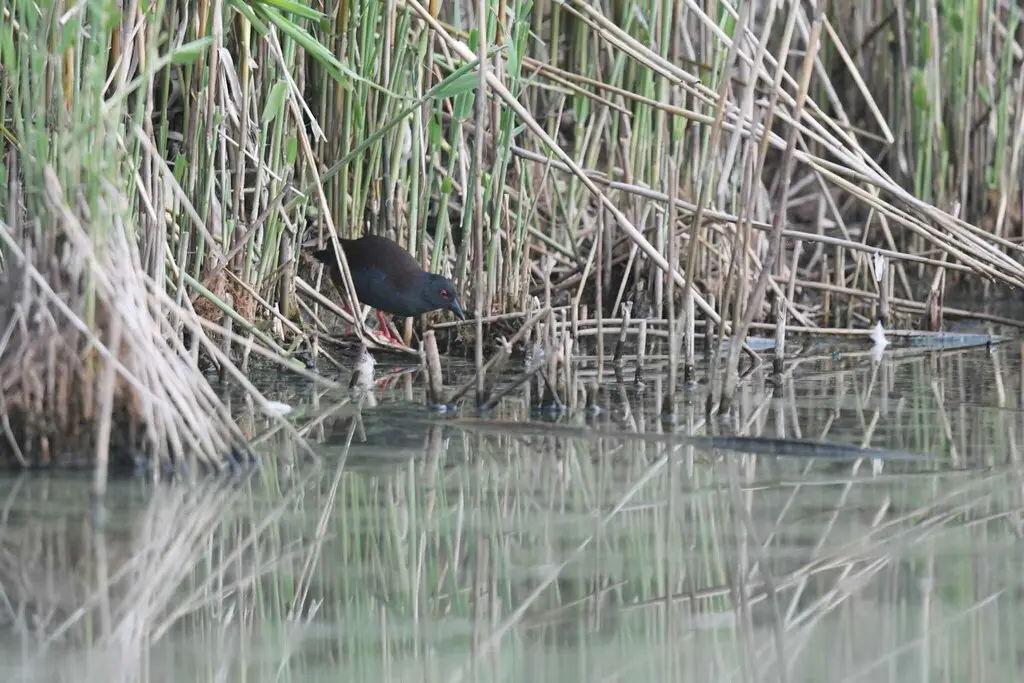 无斑田鸡(Zapornia tabuensis)