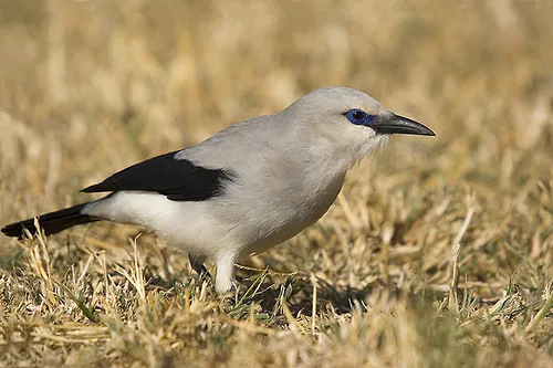 灰丛鸦（Zavattariornis stresemanni）
