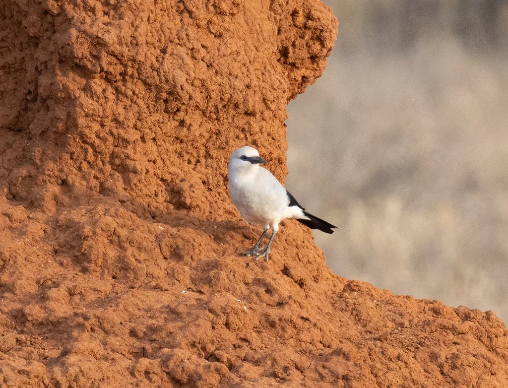 灰丛鸦（Zavattariornis stresemanni）