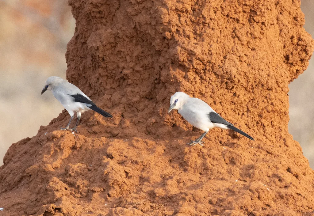 灰丛鸦（Zavattariornis stresemanni）