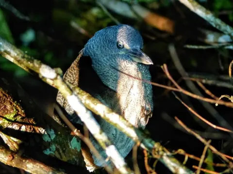 波斑鹭