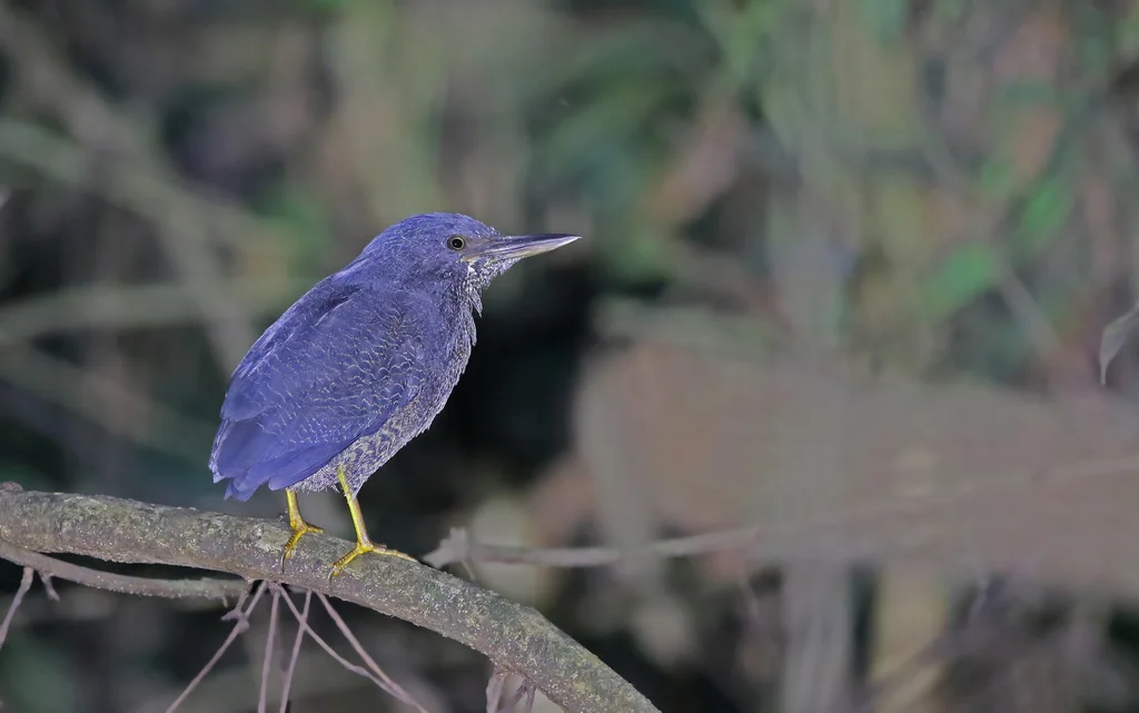 波斑鹭(Zebrilus undulatus)