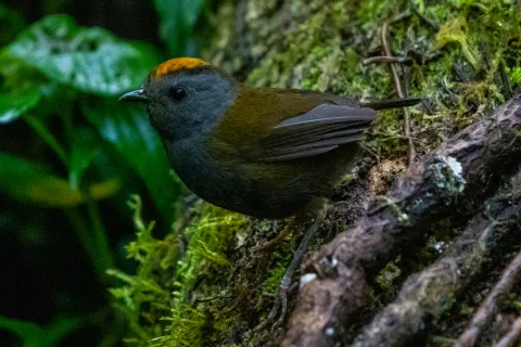 冠鹩森莺