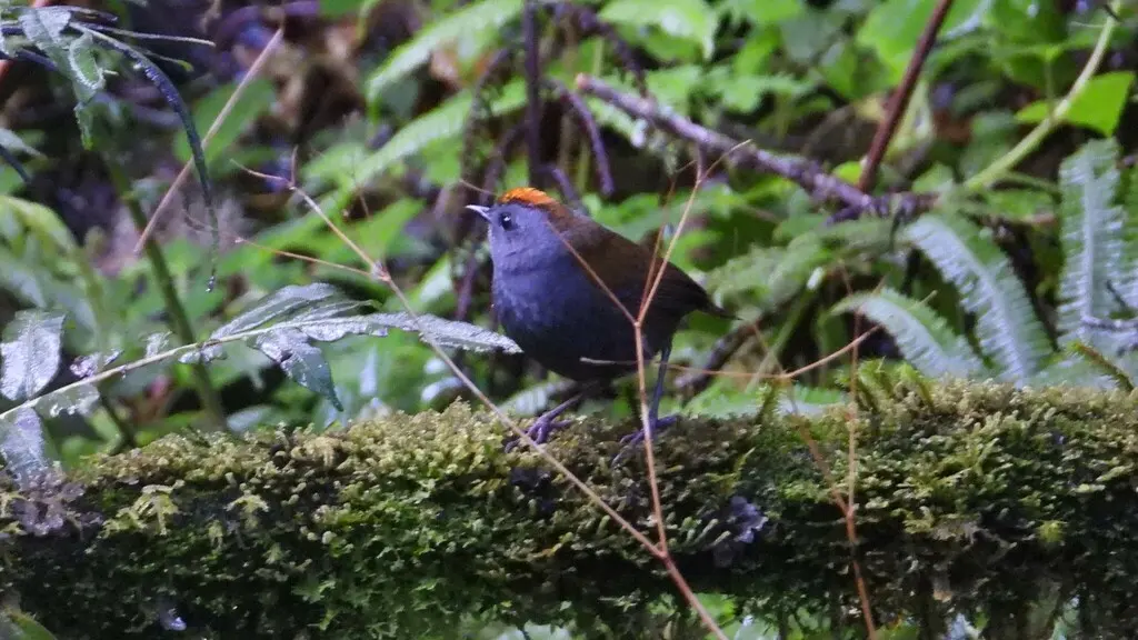 冠鹩森莺(Zeledonia coronata)