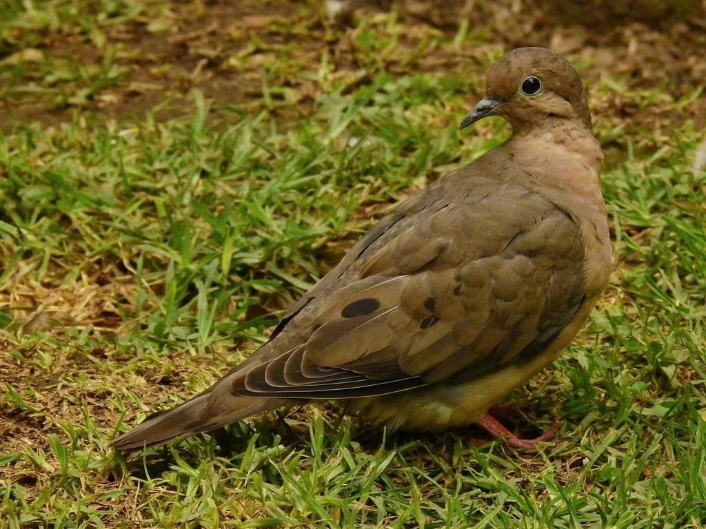斑颊哀鸽(Zenaida auriculata)