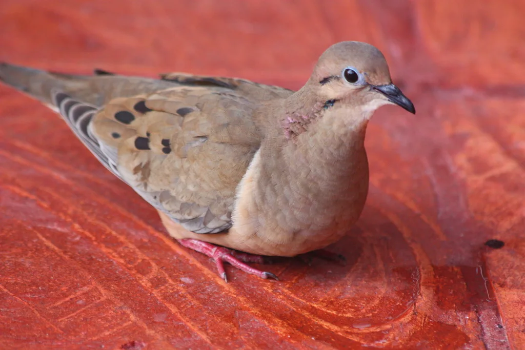 斑颊哀鸽(Zenaida auriculata)