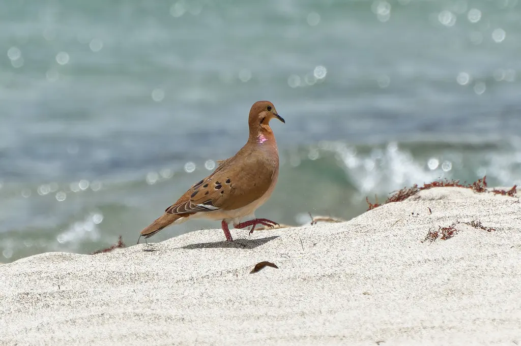 鸣哀鸽(Zenaida aurita)