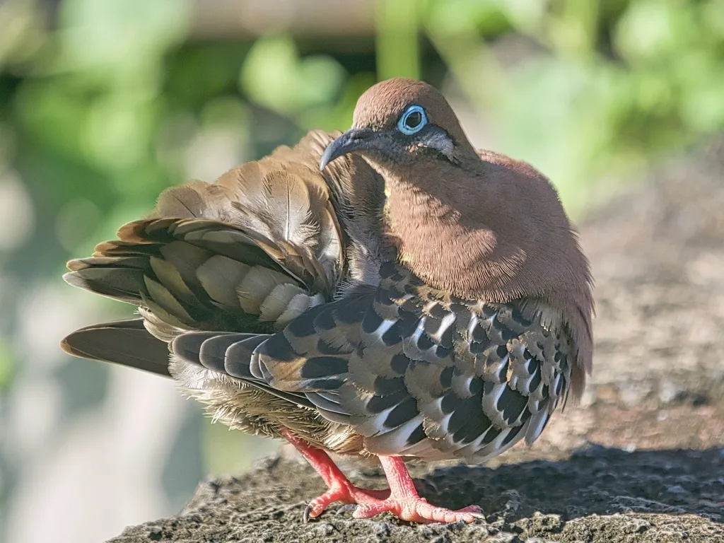加岛哀鸽(Zenaida galapagoensis)
