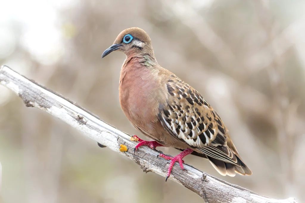 加岛哀鸽(Zenaida galapagoensis)