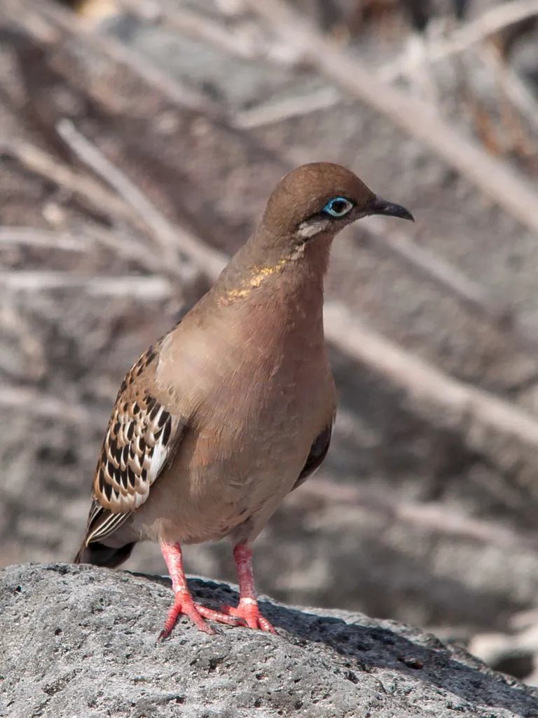 加岛哀鸽(Zenaida galapagoensis)