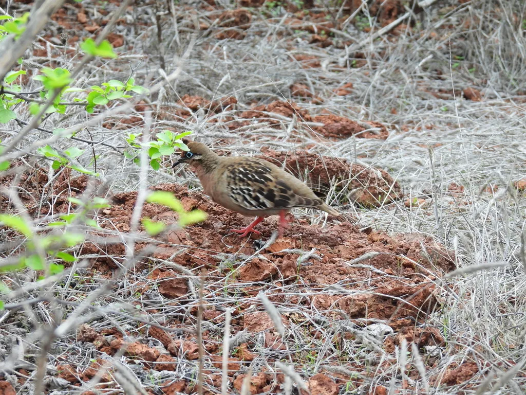 加岛哀鸽(Zenaida galapagoensis)