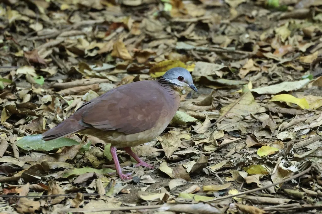 棕胸鹑鸠(Zentrygon chiriquensis)