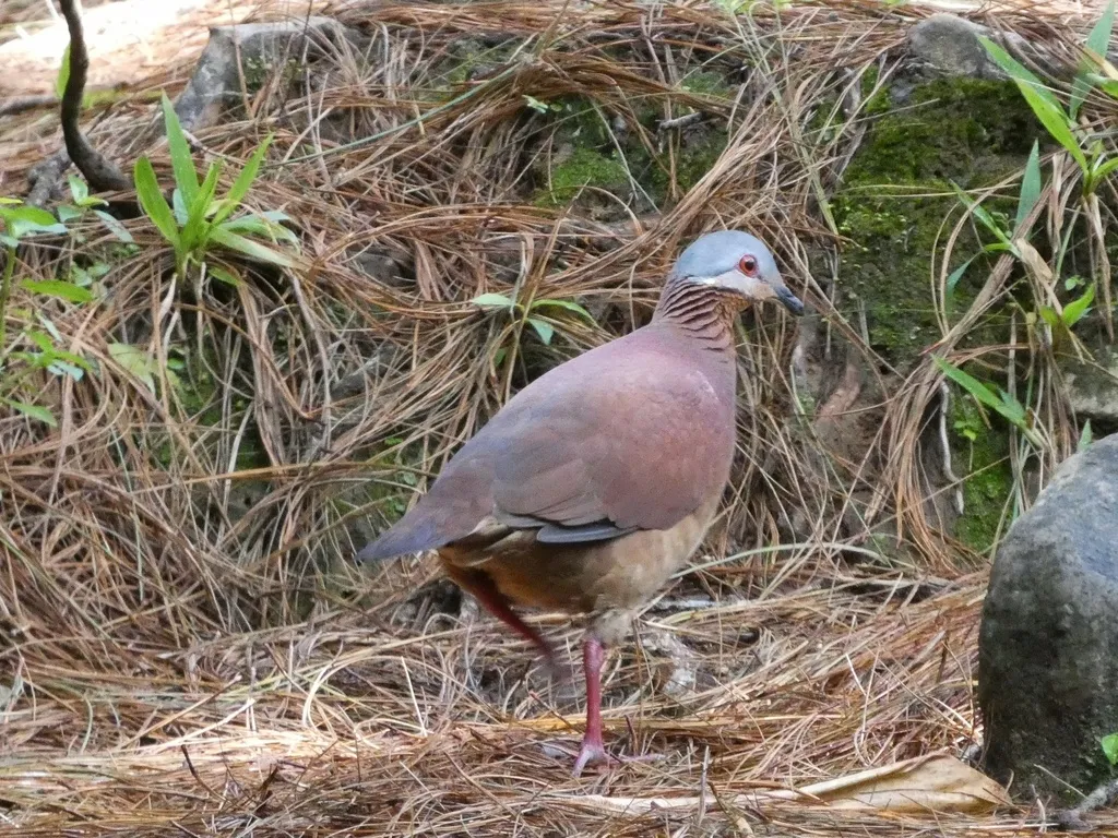 棕胸鹑鸠(Zentrygon chiriquensis)