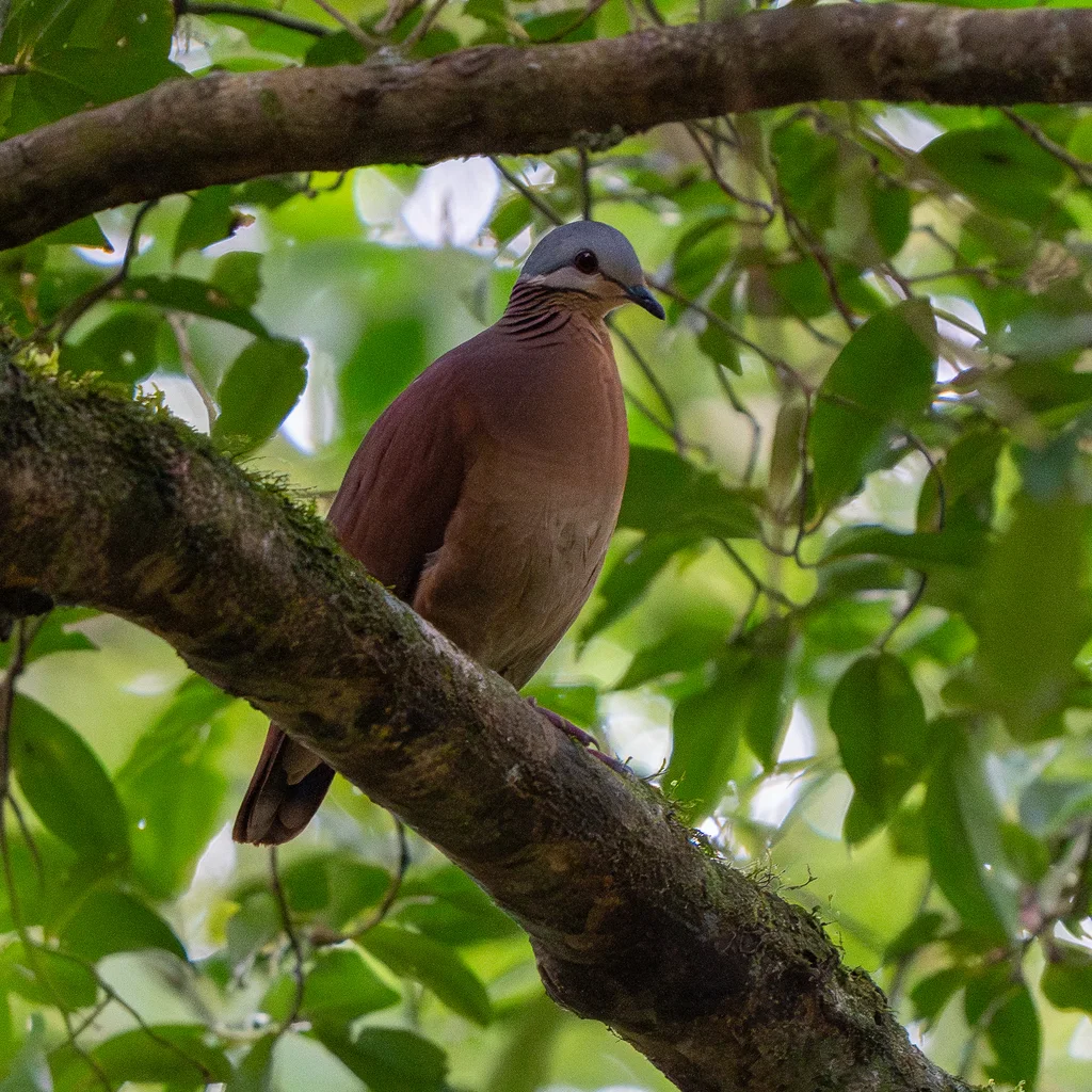 棕胸鹑鸠(Zentrygon chiriquensis)