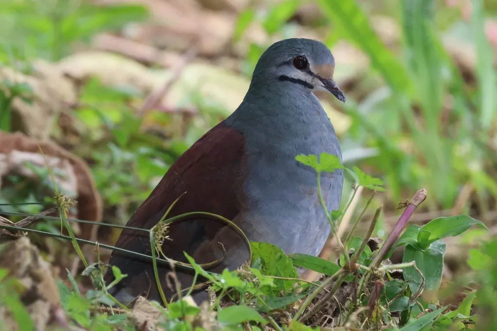 黄额鹑鸠(Zentrygon costaricensis)