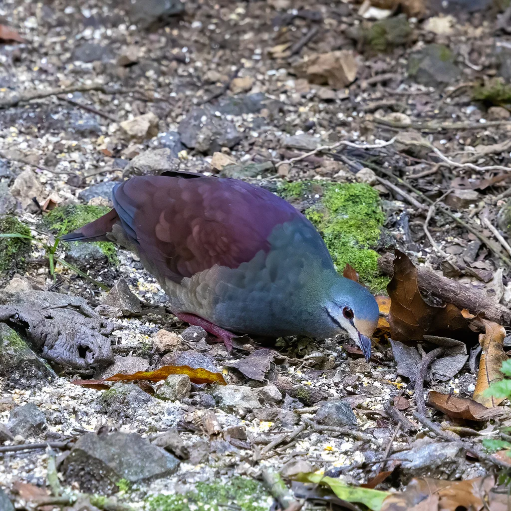 黄额鹑鸠(Zentrygon costaricensis)