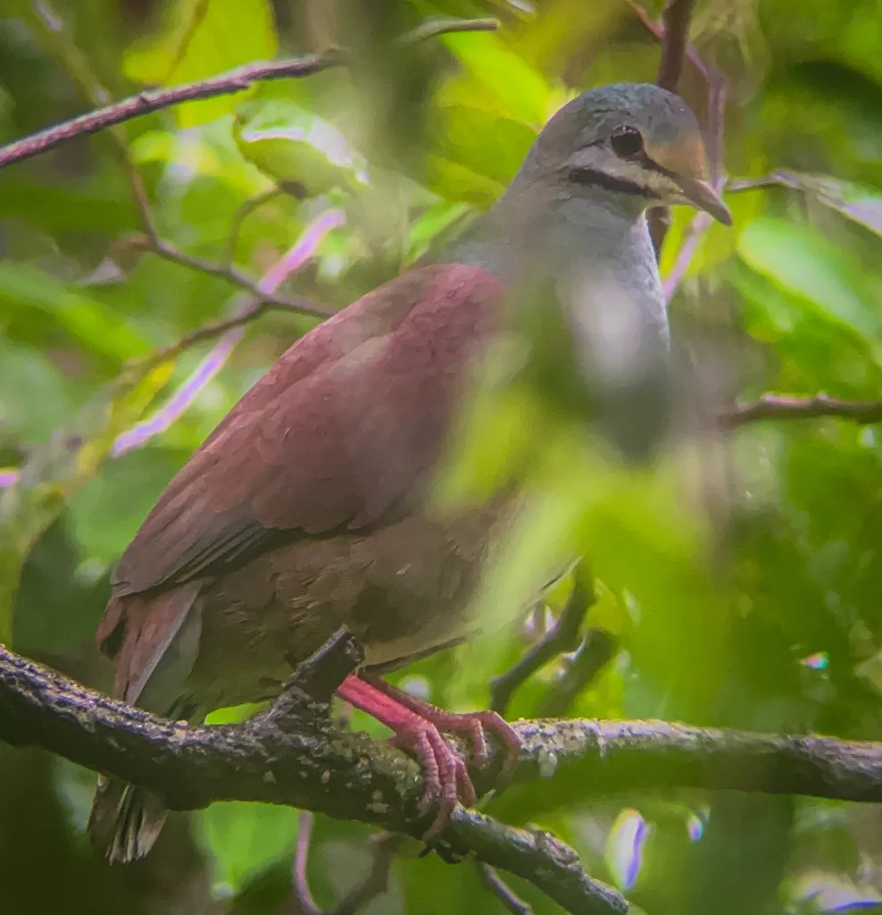 黄额鹑鸠(Zentrygon costaricensis)
