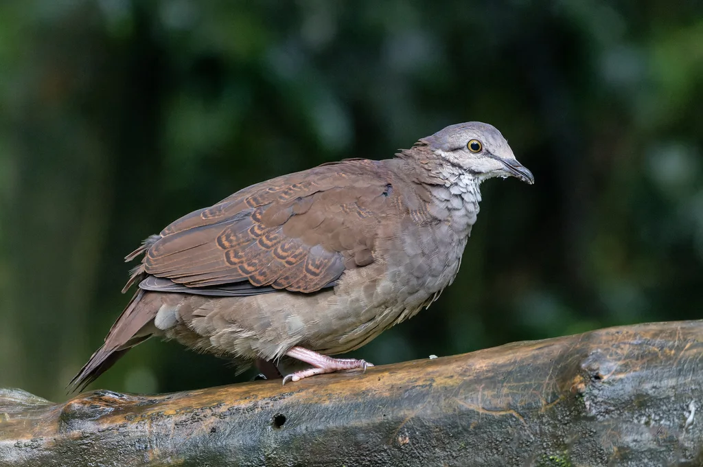 白喉鹑鸠(Zentrygon frenata)