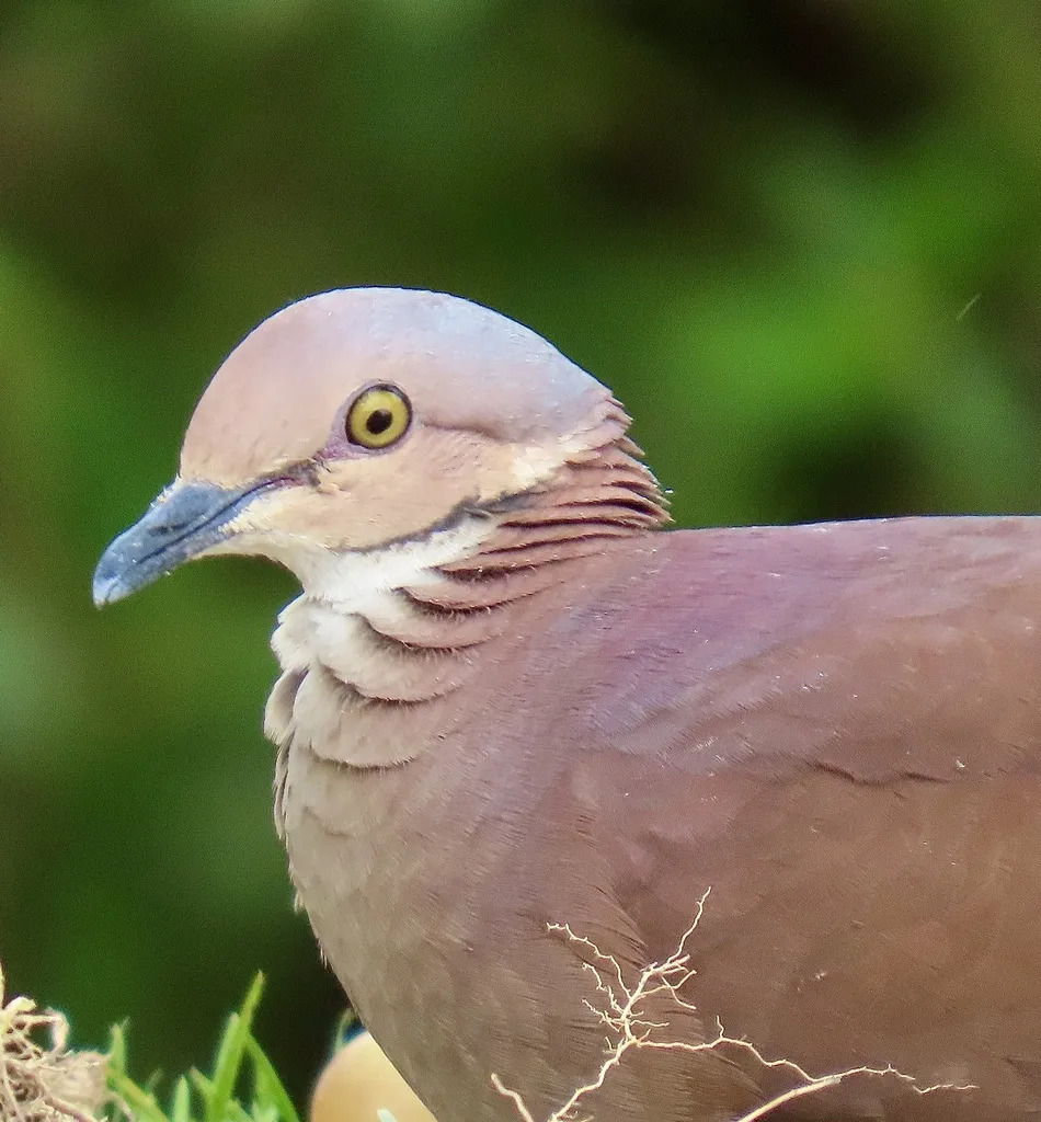 白喉鹑鸠(Zentrygon frenata)