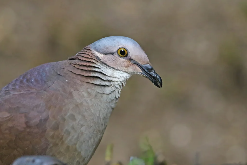 白喉鹑鸠(Zentrygon frenata)