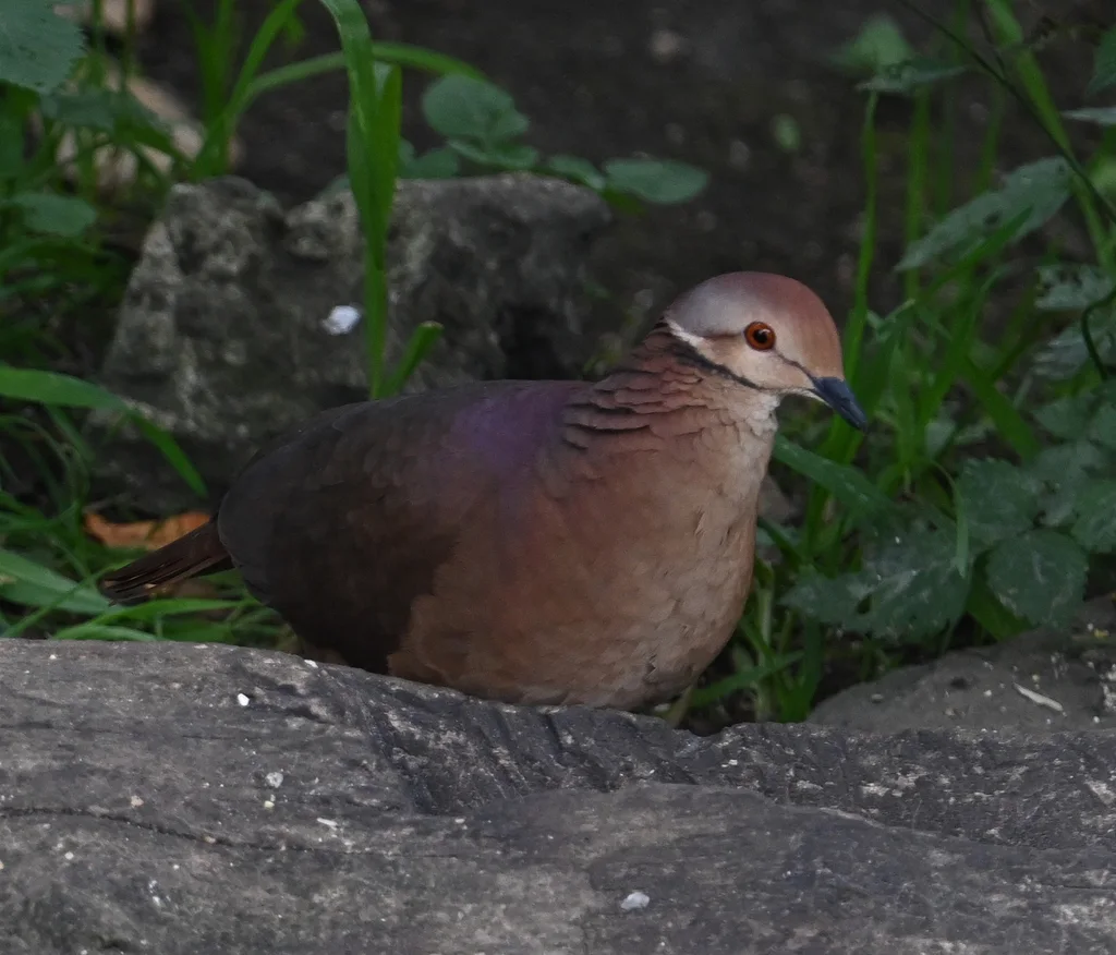 白脸鹑鸠(Zentrygon linearis)